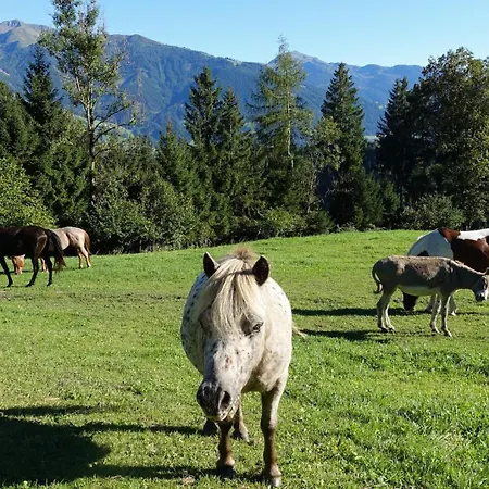 Rossweid 아파트 *